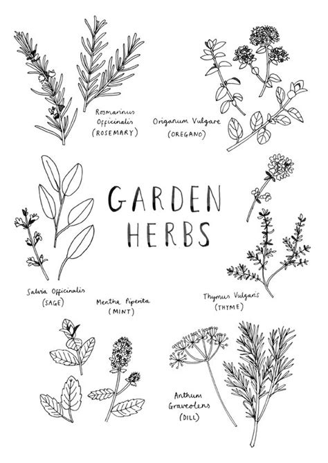 Herbs illustration, Line drawing, Plant drawing