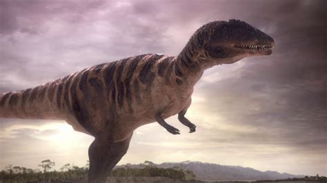 Predator x is a giant species of pliosaur discovered in 2006 by norwegian scientist, jorn hurum. Carcharodontosaurus | Planet Dinosaur Wiki | FANDOM ...