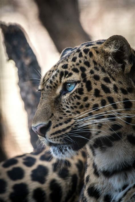 7 Of The Most Dangerous Wild Cats In The World Gvi Gvi