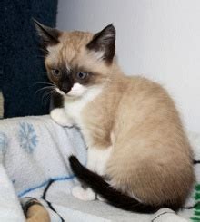 The ragdoll has a silky coat that is moderately long. ADOPTED: #NS04100: Buckles