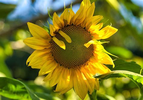 Blossoming Sunflower Photograph By Lynn Hopwood Fine Art America
