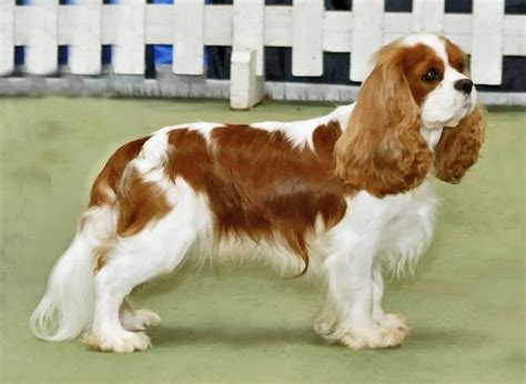 Cavalier King Charles Spaniel Breed Guide Learn About