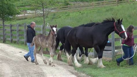 Hermann Farm Shire Horses Youtube