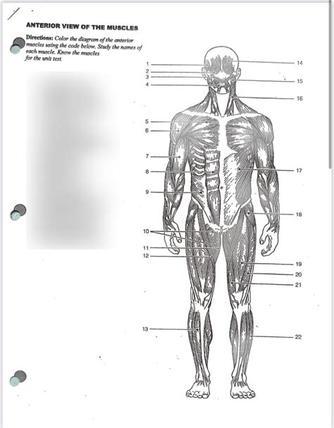Anatomy Unit 5 Muscular System Anterior View Of The Muscles Diagram