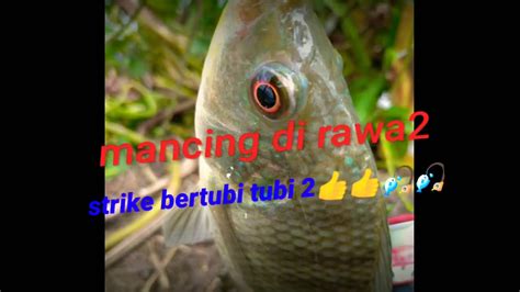 Mancing Ikan Nila Di Rawa Rawa Youtube