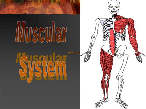 Muscle Power Point Presentation