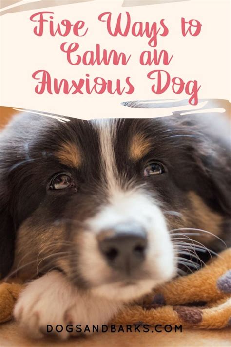 Five Ways To Calm An Anxious Dog Dogs And Bark