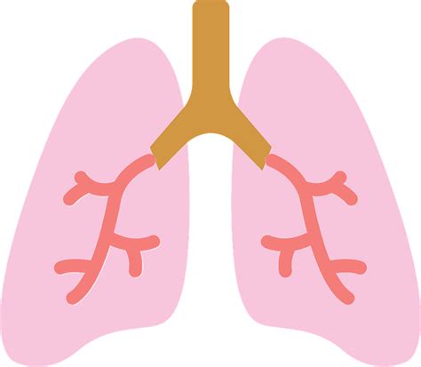 Lung Png Isolated Hd Pictures Png Mart