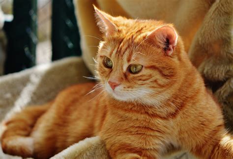 Free Images : sweet, cute, pet, fur, kitten, playful, whiskers, tiger