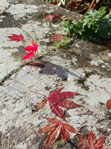 Free Images Grass Leaf Fall Flower Foliage Red Autumn Backyard