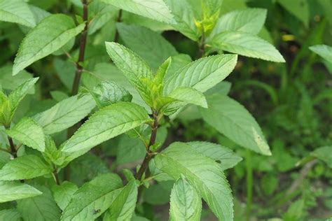 How To Grow And Care For Peppermint Plants Gardeners Path