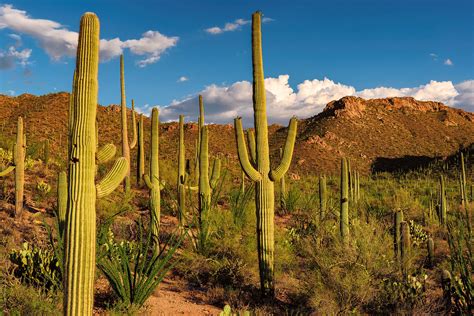 Every job includes detailed upfront estimates and a 100% satisfaction guarantee. Can You Drink Water from a Cactus? | Britannica