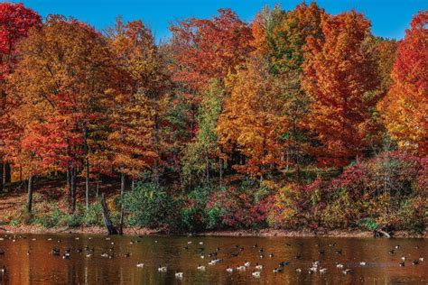 Upstate Ny Fall Foliage Map Grand Finale Of Leaf Peeping Season Hits