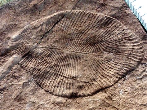 Oldest Animal Fossil Discovered By Scientists