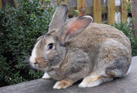 Flemish Giant Rabbits For Sale Breeders List In UK Pet Keen