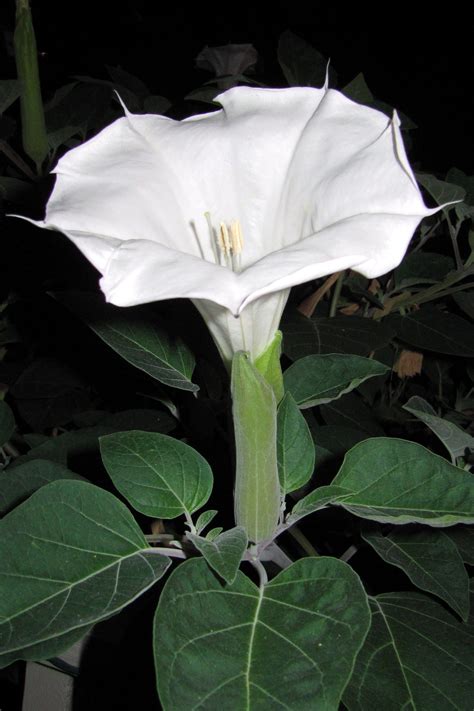 The Lovely Moon Flower Releasing Its Wonderful Scent In The Evening