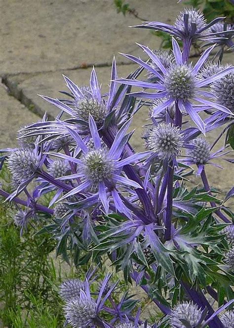 Find the perfect sea holly stock photos and editorial news pictures from getty images. More sea holly | Sea holly, Flowers, Floral
