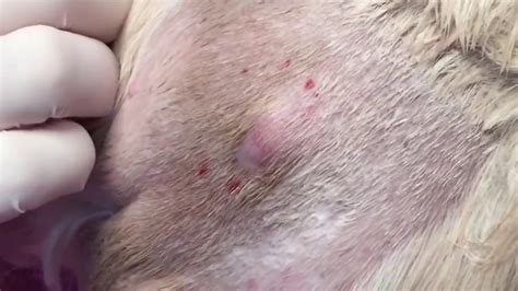 Puscam Sebaceous Cyst On K9 Bottom Youtube