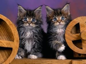 Kitten or adult, take your maine coon to your veterinarian soon after adoption. Cats - Michigan - Free Classified Ads