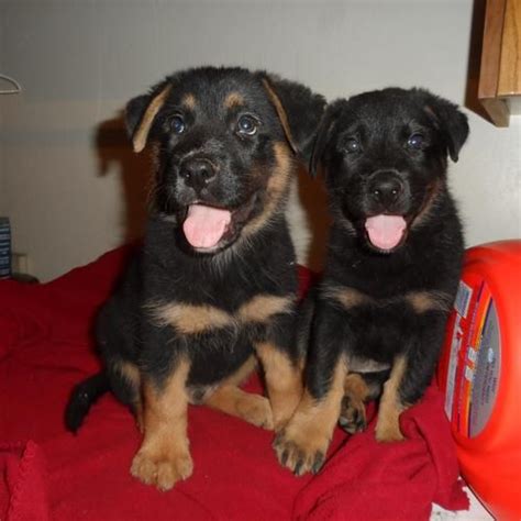 If you're looking for high quality genetics in a purebred german rottweiler puppy breeder , you've come to the right place. Adopt German Shepherd / Rottweiler puppy on | Rottweiler ...