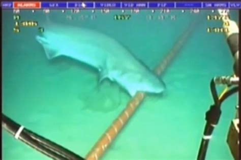 Sharks Wage War On Undersea Internet Cables Wired Uk