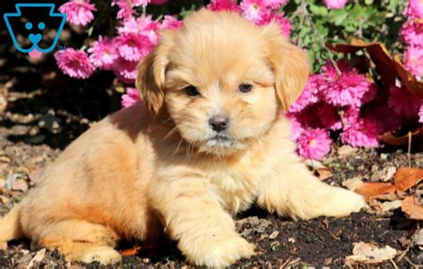 Find the perfect shih tzu puppy for sale in missouri, mo at puppyfind.com. Diego | Shih Tzu Mix Puppy For Sale | Keystone Puppies