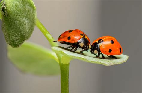 Fascinating Facts About Ladybugs That You Need To Share With Your Kids