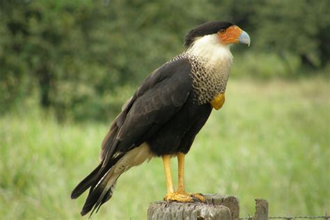 Free Images Nature Animal Wildlife Beak Hawk Ecology Bird Of
