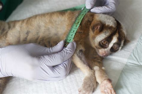 Watch Video Of Baby Slow Loris Born To Mother Rescued From Wildlife