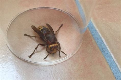 Fears Over Giant Asian Hornet Invasion After 5cm Long Insect Was Captured In The Uk Last Week