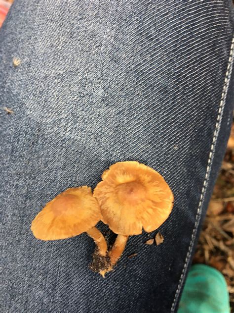 Identification Help Identifying Mushrooms Wild Mushroom Hunting