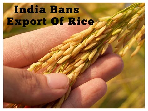 Worlds Largest Rice Exporter India Impose Ban On Rice Export What Will