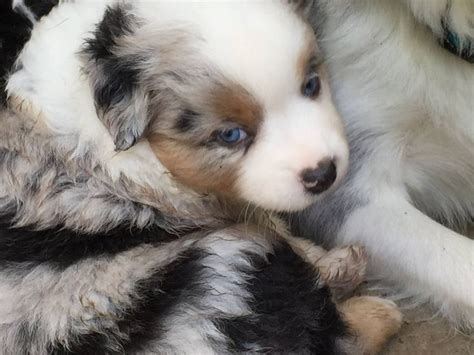 Welcome to vaughan's toy aussies! Keldrew Ranch Texas Miniature & Toy Australian Shepherd ...