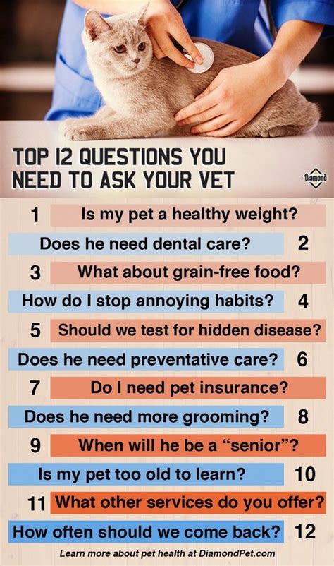 Top 12 Questions You Need To Ask Your Vet Food Animals Dental Care