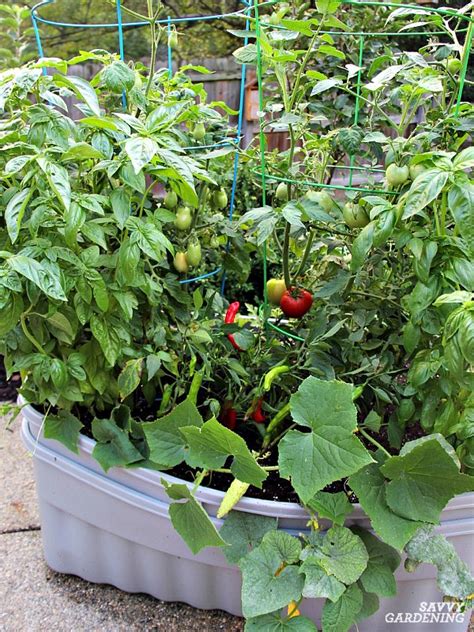 How to grow a container garden. How to Grow Cucumbers in a Container Garden on Decks ...