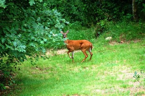Bundling your hotel, car and flight into a roosendaal vacation package is a great way to land the best prices. Deer Run - Lands Creek Log Cabins