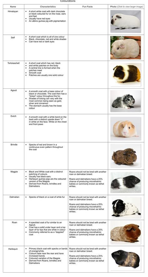 How Many Guinea Pig Breeds Are There