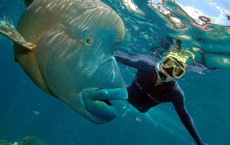 7 Marine Animals You Didn’t Know Were Endangered - Awesome Ocean