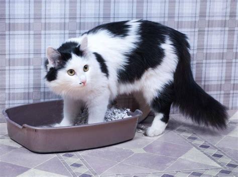 Durch dieses saugfähige „pulver wird der rest der flüssigkeit aus dem teppich gesogen bzw gebunden. Pin auf Nager, Hund, Katze