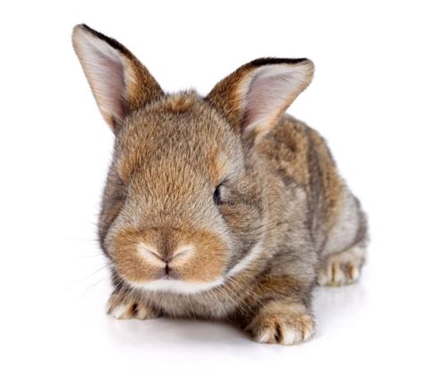 Brown Baby Rabbit Stock Image Image Of Bunnie Cute 41018055