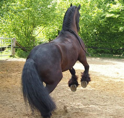 Black Horse Frisian Rearing Back View By Nexu4 On Deviantart