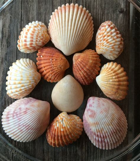 Genuine Sea Shells Large Sea Shells Bulk Sea Shells Natural
