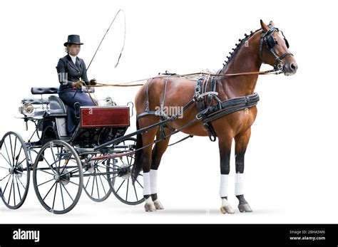 Vintage Horse Carriage Isolated On White Stock Photo Alamy