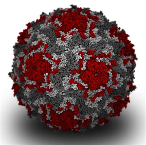 An Outbreak Of Enterovirus 68 Virology Blog