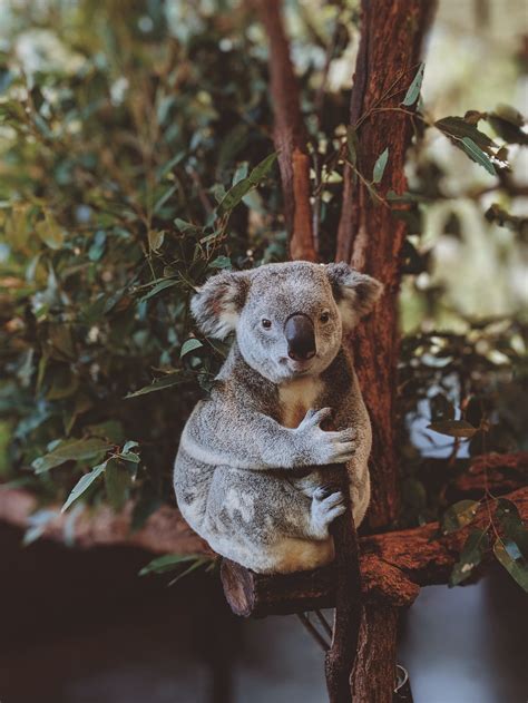 Photo Of Gray Koala Bear Hugging Tree · Free Stock Photo