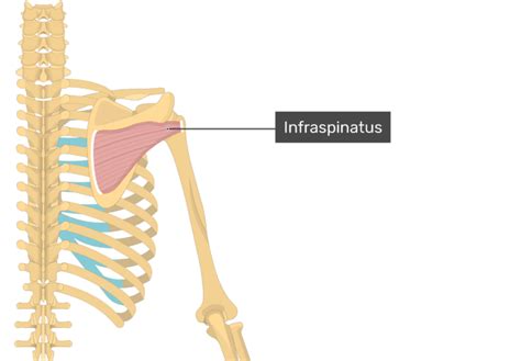 Infraspinatus Muscle Origin Insertion And Action Getbodysmart