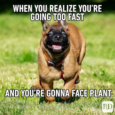 57 Hilarious Dog Memes Youll Laugh At Every Time