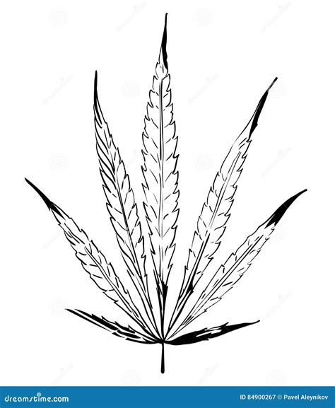 Cannabis Sativa Leaf Hand Draw Vintage Engraving Style Clip Art