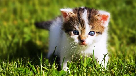 10 Latest Wallpapers Of Baby Animals Full Hd 1080p For Pc Background 2023