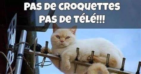 Pas De Croquettes Blagues Et Les Meilleures Images Drôles